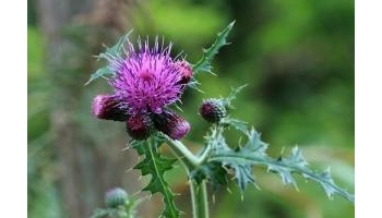 大蓟 别名：大刺儿菜、大刺盖、老虎脷、山萝卜、刺萝卜、牛喳口、鸡母刺、大恶鸡婆、山老鼠簕