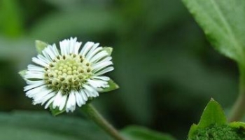 鳢肠 别名：乌田草、墨旱莲、旱莲草、墨水草、乌心草、金陵草、莲子草、猪牙草、旱莲蓬、猢孙头