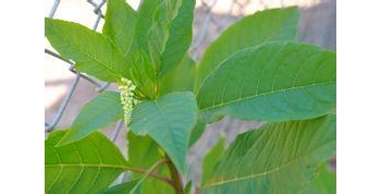 商陆 别名：花商陆、见肿消、土冬瓜、抱母鸡、土母鸡、地萝卜、章柳、金七娘、莪羊菜、山萝卜