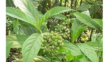 蜀漆 别名：鸡尿草、鸭尿草、七叶