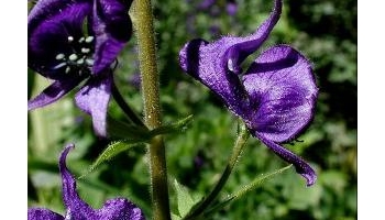 乌头 别名：草乌、制草乌、乌喙、奚毒、鸡毒、毒公、耿子、竹节乌头、金鸦、五毒根、耗子头