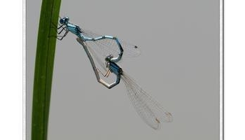 蜻蛉 