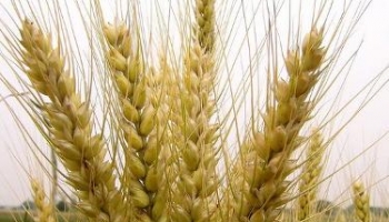 小麦 麸麦、浮麦、浮小麦、空空麦、麦子软粒、麦