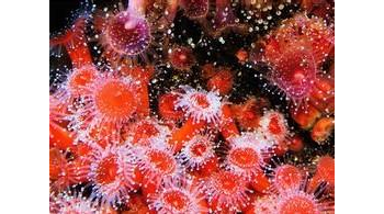 珊瑚 