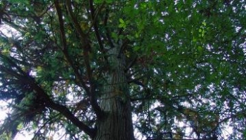 杉木 