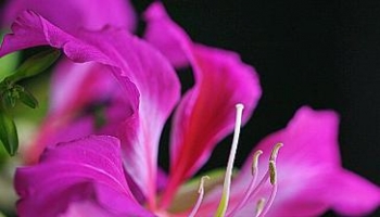 紫荆 红花羊蹄甲、洋紫荆、红花紫荆、艳紫荆、香港樱花、香港紫荆花。