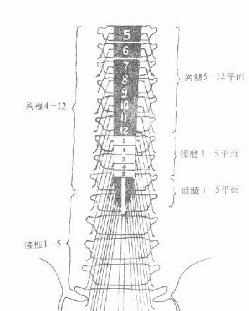 脊柱脊髓伤